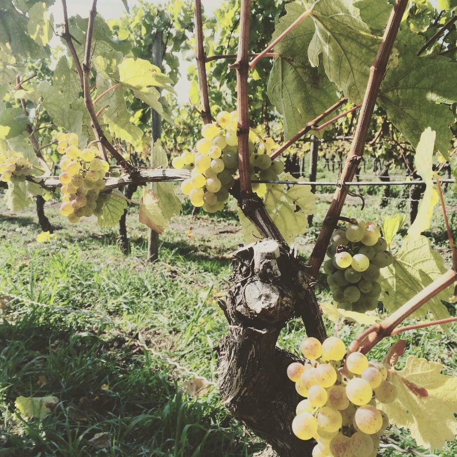 Weingut Gaestehaus Weigand Ипхофен Екстериор снимка